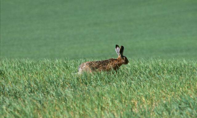 Erster Fall Von Hasenpest In Kärnten Gemeldet – DiePresse.com